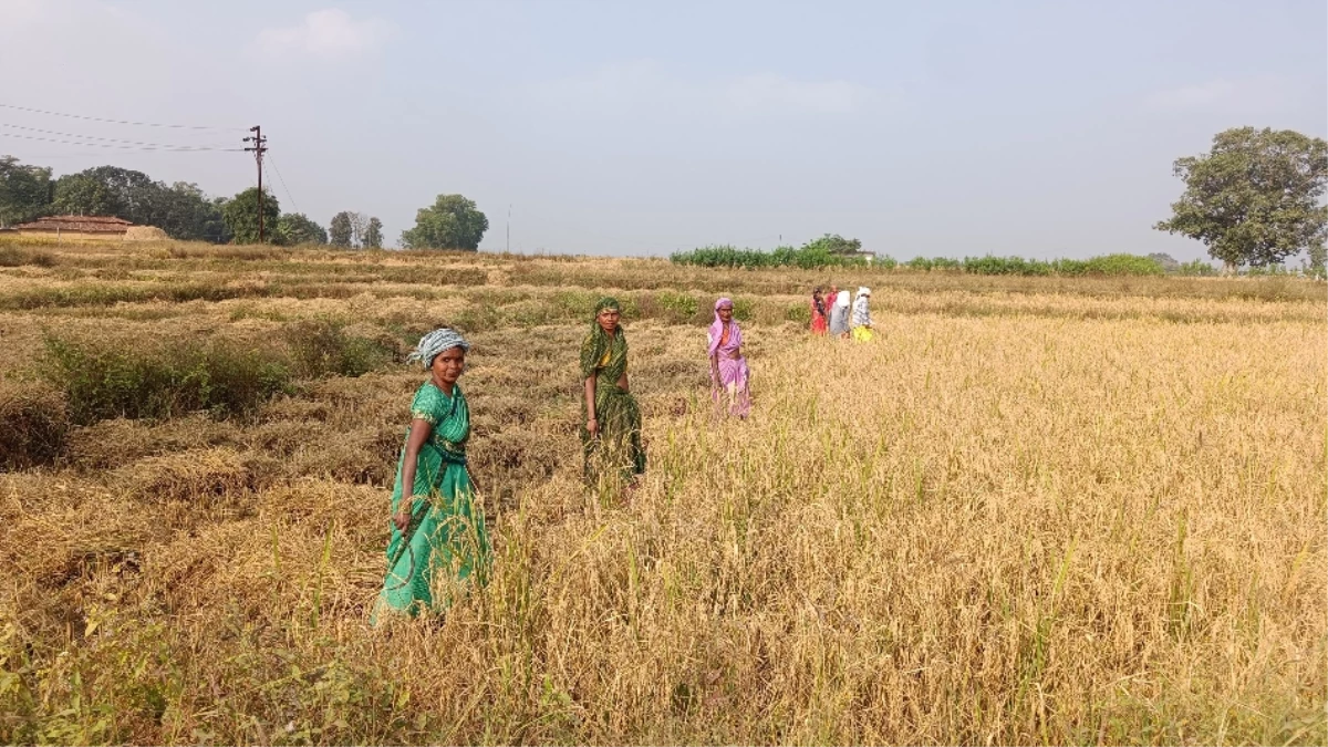 अजब - गजब : 100 हेक्टेयर में कागजों में बोया धान